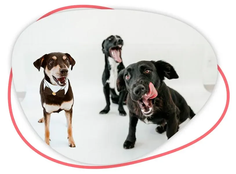 banner adocao grupo animal 1268w