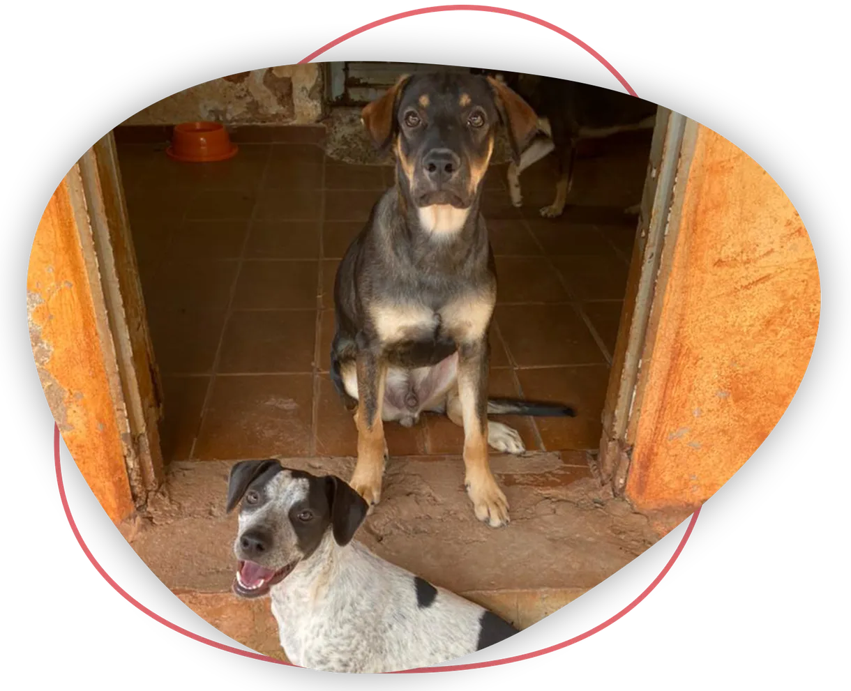 imgi 13 imagem animais com historia grupo proanimal sao carlos 1220w