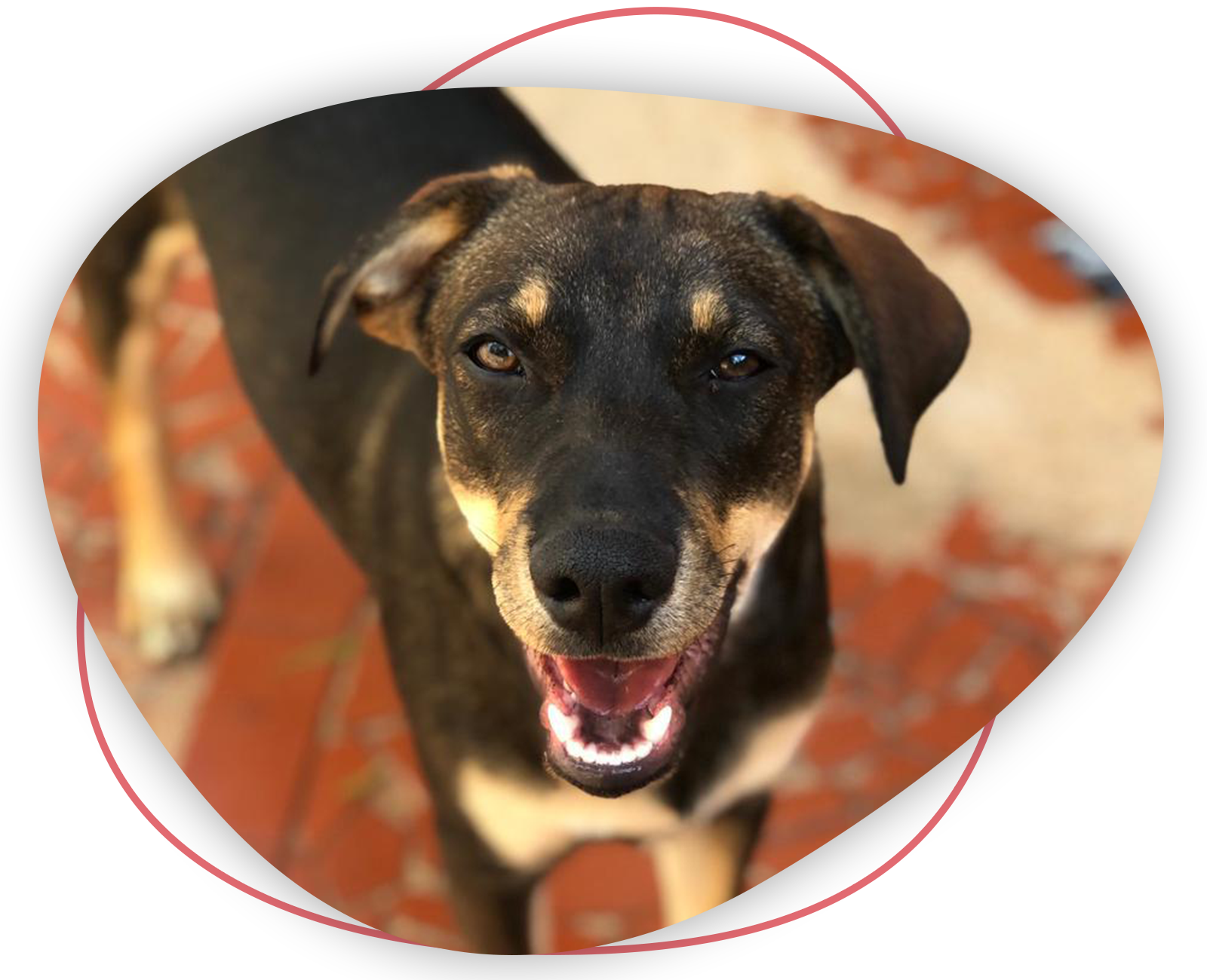 imgi 24 imagem quem somos grupo proanimal sao carlos+(1)