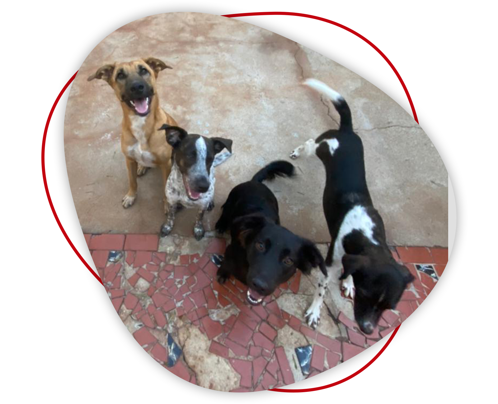 imgi 25 imagem resgate grupo proanimal sao carlos