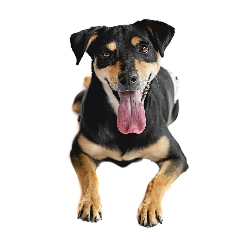 imgi 3 proanimal 0282 min 1 1920w