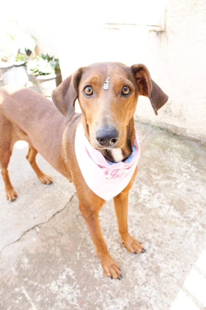 imgi 4 WhatsApp+Image+2023 09 14+at+17.36.24 1920w