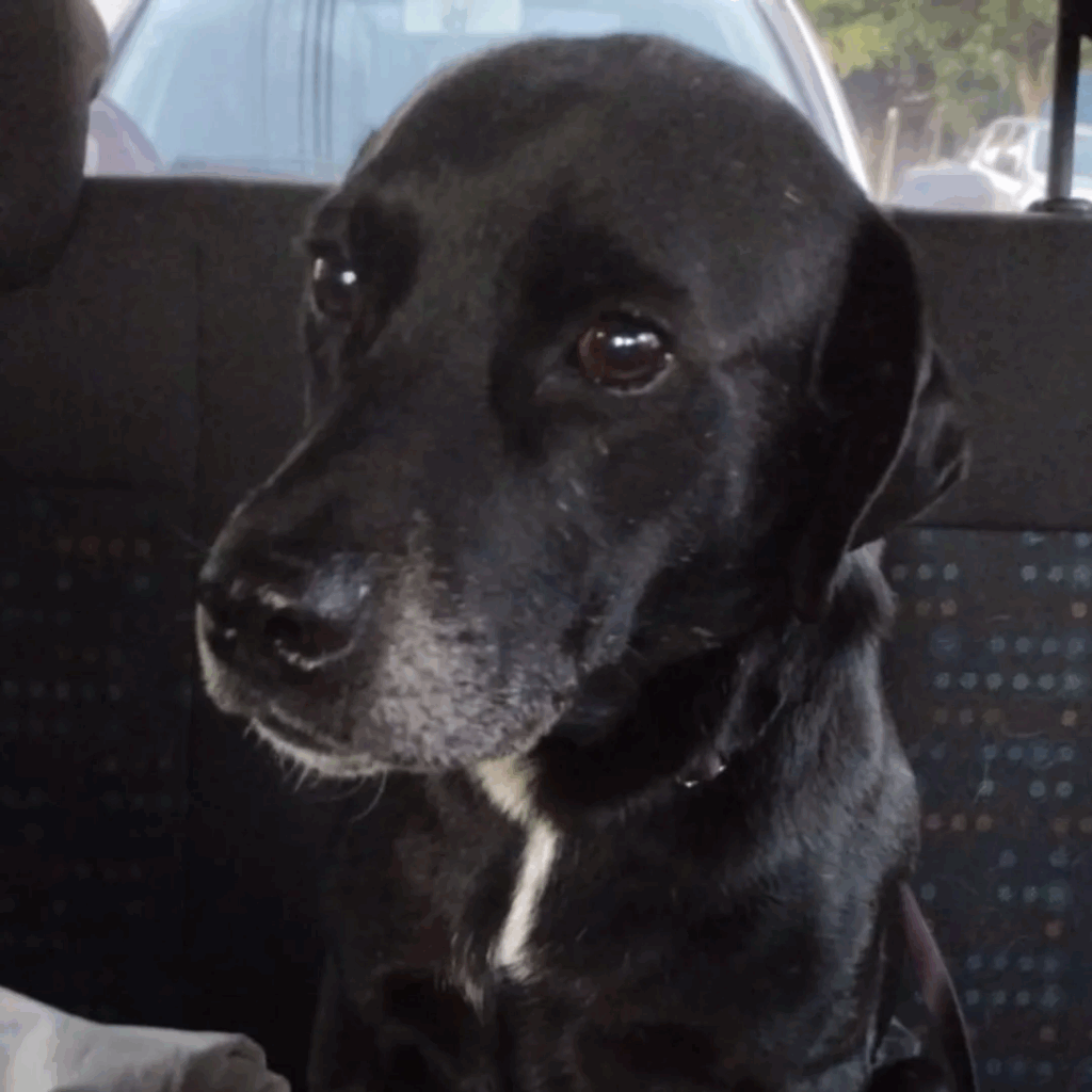 imgi 9 Fotos+site+Dumbo+(8) 1400h