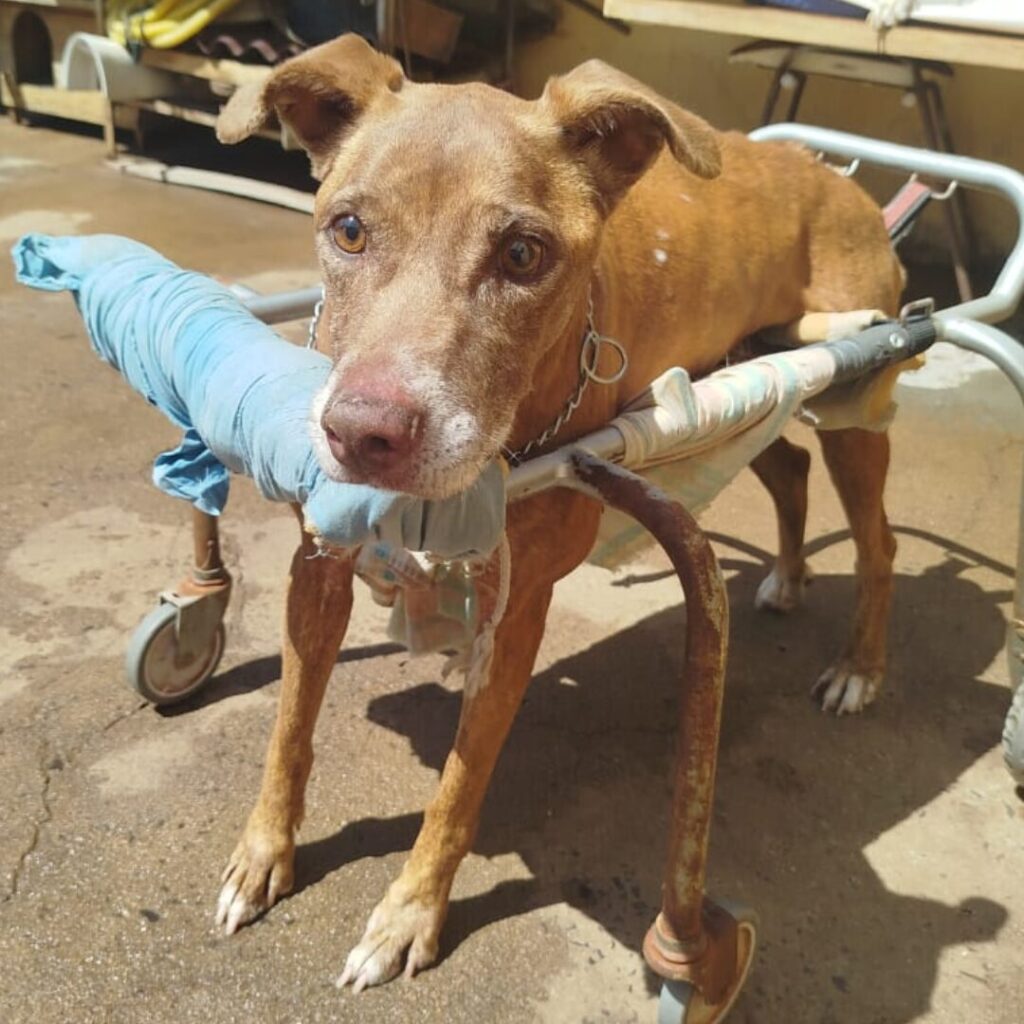 Design sem nome (33)