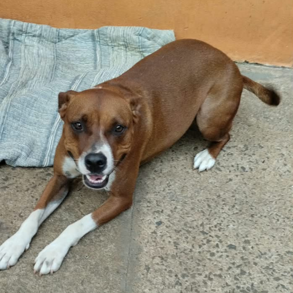 Sumiço (8)