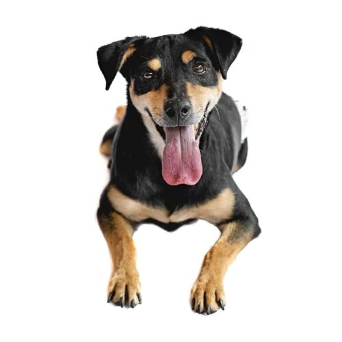 imgi 3 proanimal 0282 min 1 1920w